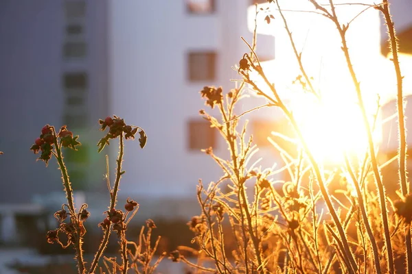 Ramos Secos Finos Arbustos Luz Sol Poente Natureza Outono Luz — Fotografia de Stock