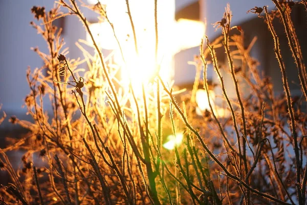 Tenké Suché Větve Keřů Světle Zapadajícího Slunce Podzimní Příroda Sluneční — Stock fotografie