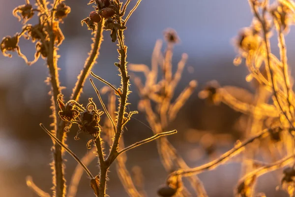 Batan Güneşin Işığında Ince Kuru Çalıların Dalları Sonbahar Doğası Gün — Stok fotoğraf