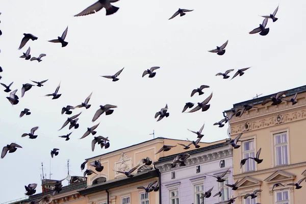 Polonya 'nın Krakow kentindeki eski bir binanın üzerinden kuş ya da güvercin sürüsü geçiyor..