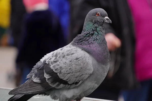 Pigeon Regarde Attentivement Caméra Sur Fond Ville Flou Colombe Regarde — Photo