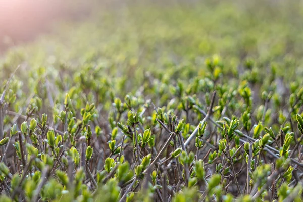 Young Shoots Leaves Twigs Spring Awakening Nature Selective Focus Natural — Stock Photo, Image