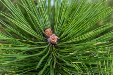 Kozalaklı uzun çam iğneleri. Doğal arka plan. Arka planda odaklanmamış ağaçlar ve mavi gökyüzü.