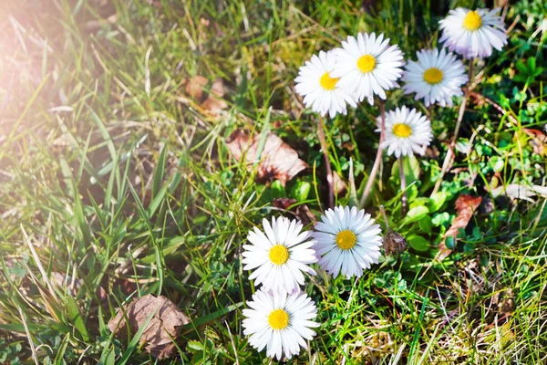 White Daisy flower on green grass. The first spring flower. Green background. Copyspace