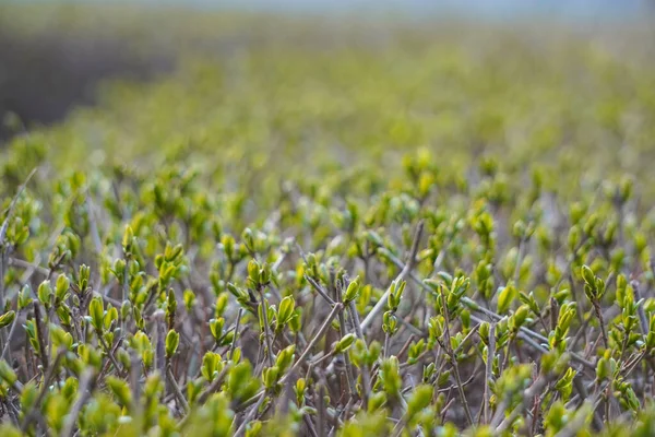 Brotos Jovens Folhas Galhos Despertar Primavera Natureza Foco Seletivo Fundo — Fotografia de Stock