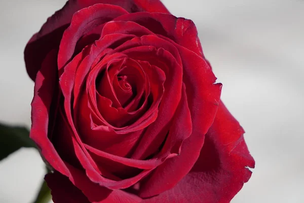 Большая Темно Красная Роза Светлом Фоне Красный Цветок Подарок Женщине — стоковое фото