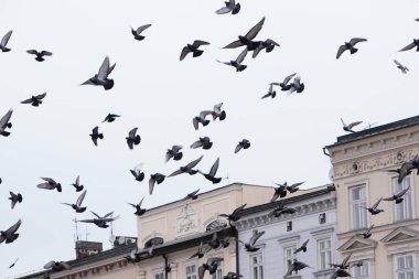Polonya 'nın Krakow kentindeki eski bir binanın üzerinden kuş ya da güvercin sürüsü geçiyor..
