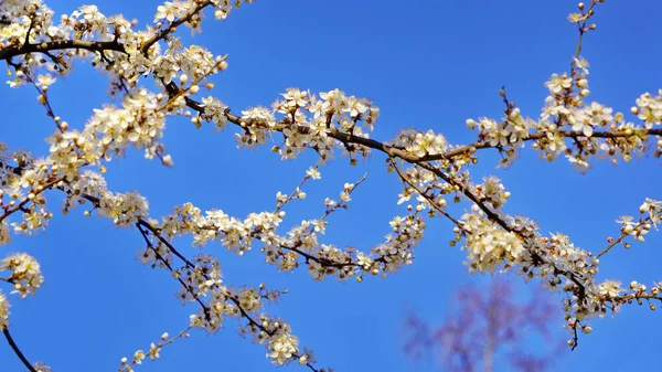 Flores Jóvenes Primavera Manzanos Las Ramas Los Árboles Contra Cielo — Foto de Stock