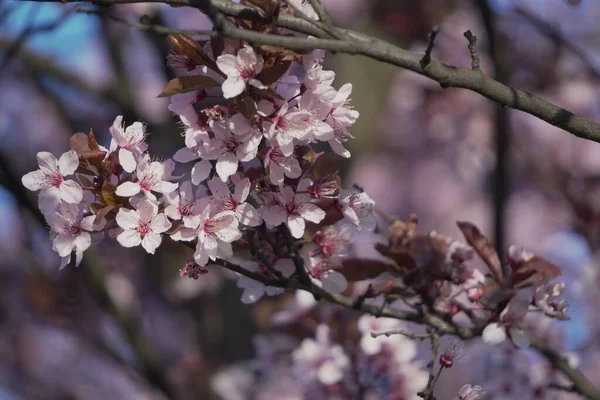 Árbol Con Flores Rojas Rosadas Primavera Flores Primer Plano Protector — Foto de Stock