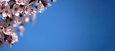 İlkbaharda kırmızı ya da pembe çiçekli çiçek açan ağaç. Çiçekler yakın plan, ekran koruyucu ya da bahar kokulu arka plan. Güzel kiraz çiçeği sakura.