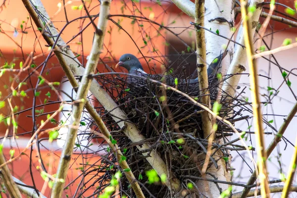 Grand Pigeon Sauvage Gris Columba Palumbus Dans Son Nid Dans — Photo