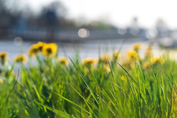 Pampelišky Kvetou Silnice Zelená Tráva Žluté Bílé Květy Rozumím Nádherná — Stock fotografie