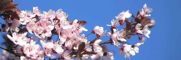 Árbol Con Flores Rojas Rosadas Primavera Flores Primer Plano Protector — Foto de Stock