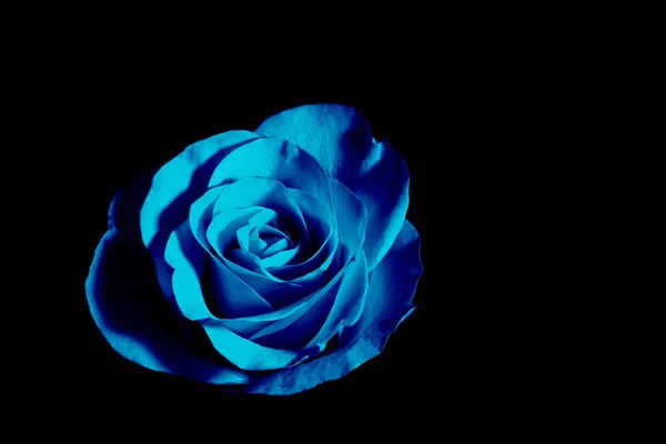 Blue rose on black background. color of the year. Blue flower, black background, blue petals.