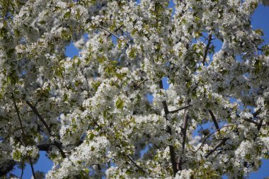 Genç bahar beyaz elma çiçekleri ya da dallardaki şeftali ağaçları. İlk çiçekler, baharda doğanın uyanışı. Güneşli bir günde çiçek açıyor