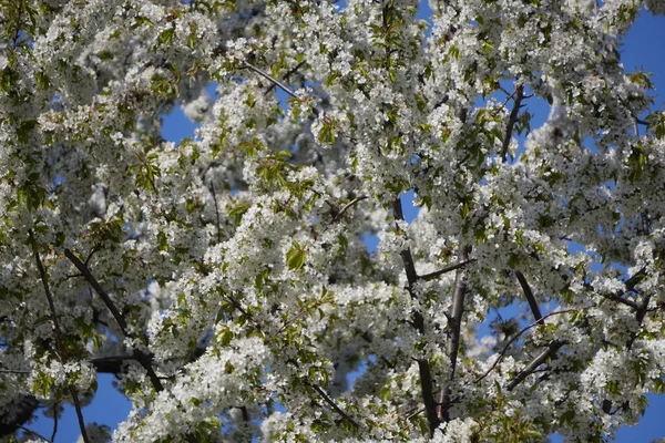 Joven Primavera Pequeñas Flores Blancas Manzanos Melocotoneros Las Ramas Las — Foto de Stock