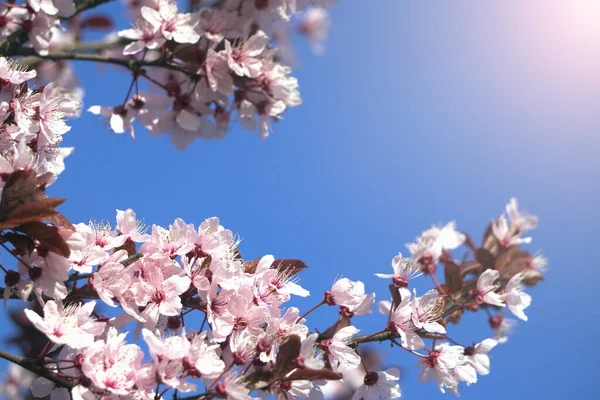 Árbol Con Flores Rojas Rosadas Primavera Flores Primer Plano Protector — Foto de Stock