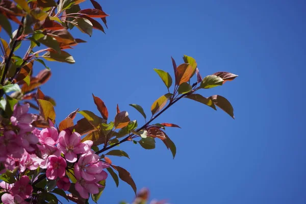 Árbol Con Flores Rojas Rosadas Primavera Flores Primer Plano Protector — Foto de Stock