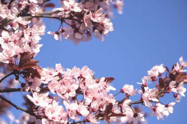 İlkbaharda kırmızı ya da pembe çiçekli çiçek açan ağaç. Çiçekler yakın plan, ekran koruyucu ya da bahar kokulu arka plan. Güzel kiraz çiçeği sakura.