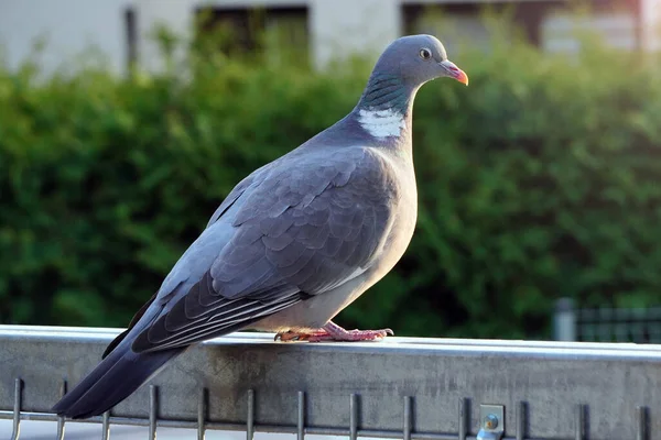 Columba Palumbus Large Grey Wild Pigeon Sits Fence Sunset Rays — Stock Photo, Image