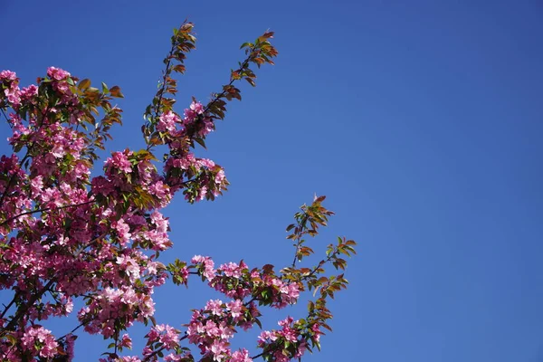 Árbol Con Flores Rojas Rosadas Primavera Flores Primer Plano Protector — Foto de Stock