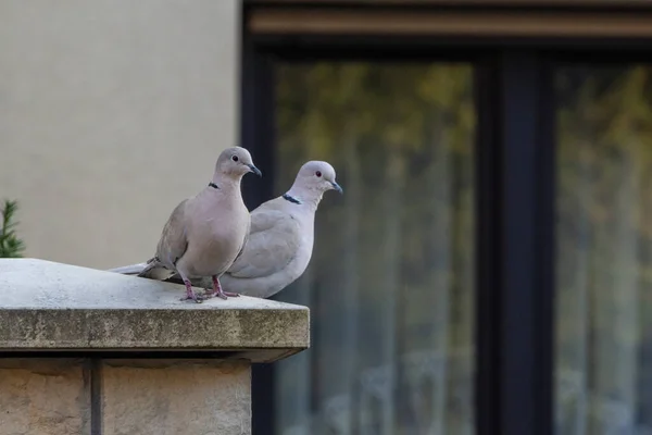 Dos Palúmbos Columba Grandes Palomas Salvajes Grises Sientan Cerca Los — Foto de Stock