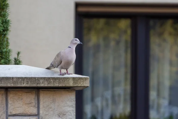 Columba Palumbus Grand Pigeon Sauvage Gris Est Assis Sur Clôture — Photo