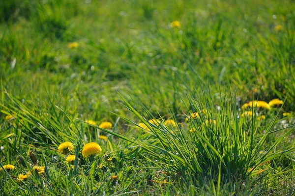 Яркие Весенние Одуванчики Цветущие Дороги Зеленая Трава Желтые Белые Полевые — стоковое фото