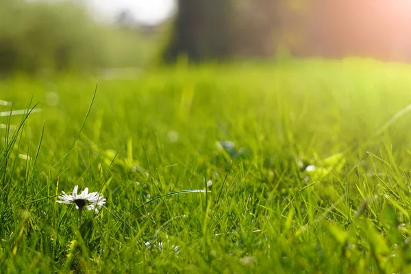 Sulu yeşil bahar çimeni. Soyut Summer renkli yeşil yüksek bitki örtüsünün arka plan dokusu. Yumuşak odaklanma. Parkta, futbol sahasında ya da golf sahasında yeni yeşil çimenler..