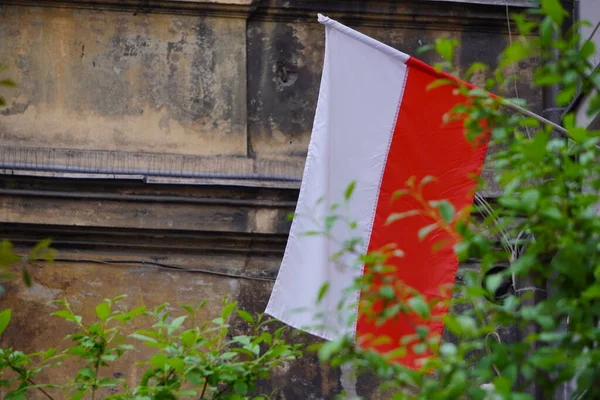 Lengyel Fehér Piros Zászló Szél Magas Dombon Sziluett Fák Között — Stock Fotó