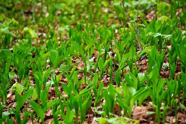 lilies of valley . Juicy green spring grass. Abstract Summer background texture of colorful green high vegetation. soft focus.New close-up bright green grass in park or football pitch or golf yard.