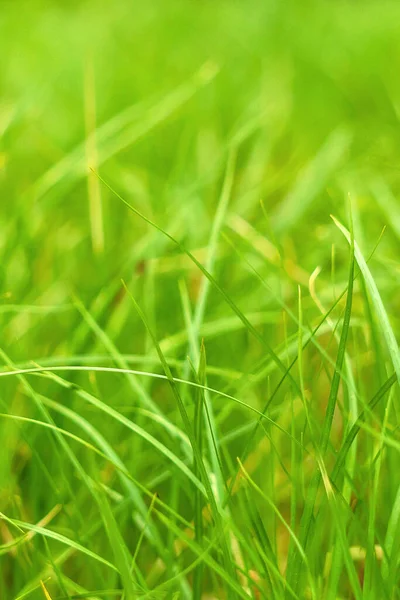 Juicy Green Spring Grass Abstract Summer Background Texture Colorful Green — Stock Photo, Image