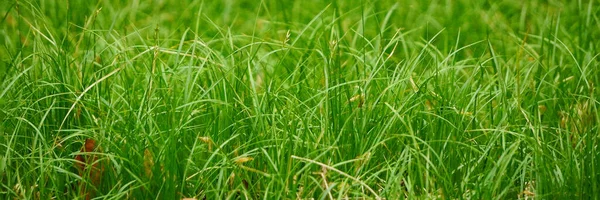 Juicy green spring grass. Abstract Summer a background texture of colorful green high vegetation. soft focus. New close-up bright green grass in park or football pitch or golf yard.