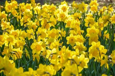 Bright blossoming spring yellow daffodils. Urban flowerbed with flowers in Krakow, Poland,decoration and landscaping. clipart
