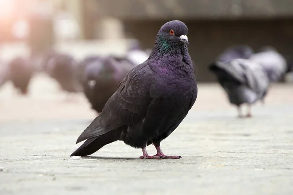 Blauw Grijze Duif Close Tegen Achtergrond Van Oud Rood Bakstenen — Stockfoto