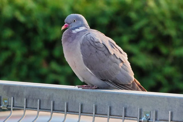 Columba Palumbus Grand Pigeon Sauvage Gris Est Assis Sur Clôture — Photo