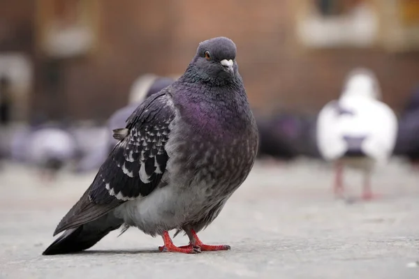 Pigeon Bleu Gris Gros Plan Sur Fond Vieux Bâtiments Brique — Photo