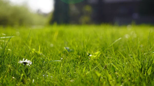 Juicy Green Spring Grass Abstract Summer Background Texture Colorful Green — Stock Photo, Image