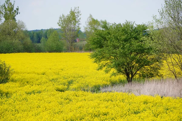 Kolza Tohumu Tarlasının Çiçekleri Sarıdır Fotokopi Alanı Olan Doğal Manzara — Stok fotoğraf