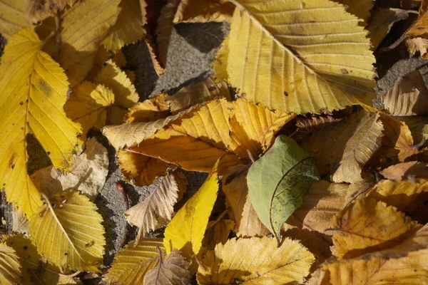 Dry Yellow Leaves Lie Paving Slabs Feet Passers Change Seasons — Stock Photo, Image