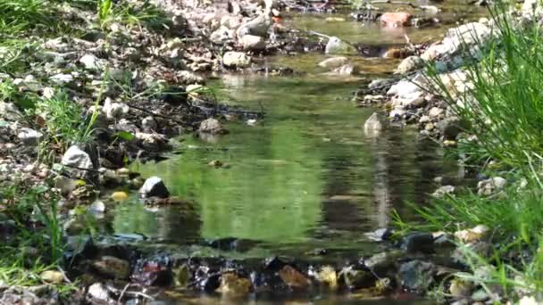 Potok Malá Řeka Mezi Skalami Trávou Lese Divoká Zvěř Jarní — Stock video