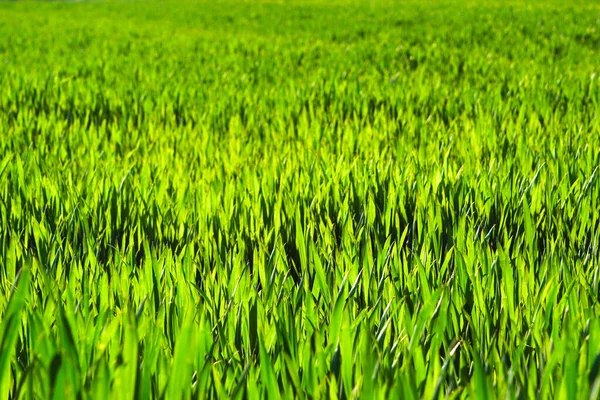 Juicy Green Spring Grass Abstract Summer Background Texture Colorful Green — Stock Photo, Image