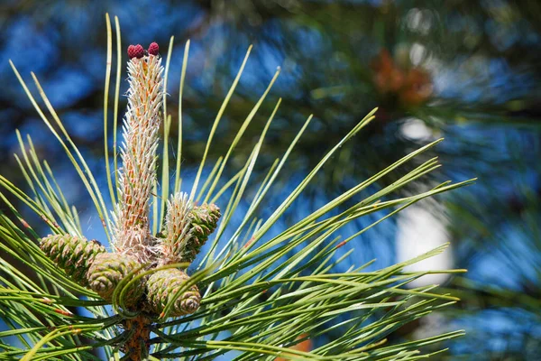 Agujas Largas Pino Con Conos Fondo Natural Árboles Desenfocados Cielo — Foto de Stock