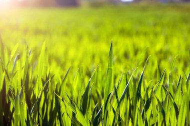 Sulu yeşil bahar çimeni. Soyut Summer renkli yeşil yüksek bitki örtüsünün arka plan dokusu. Yumuşak odaklanma. Parkta, futbol sahasında ya da golf sahasında yeni yeşil çimenler..