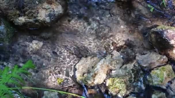 Bach Ein Kleiner Fluss Zwischen Felsen Und Gras Wald Wildtiere — Stockvideo