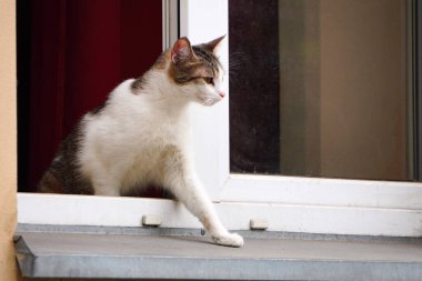 Küçük bir evcil kedi pencereden dışarı bakar. Meraklı Evcil Hayvan. Evcil hayvanların evlerde barınması. Kayıp kedi ve köpekler.