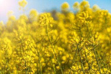 Kolza tohumu tarlasının çiçekleri sarıdır. Fotokopi alanı olan doğal manzara. Çiçek açan kanola çiçekleri. Yazın Parlak Sarı Tecavüz.