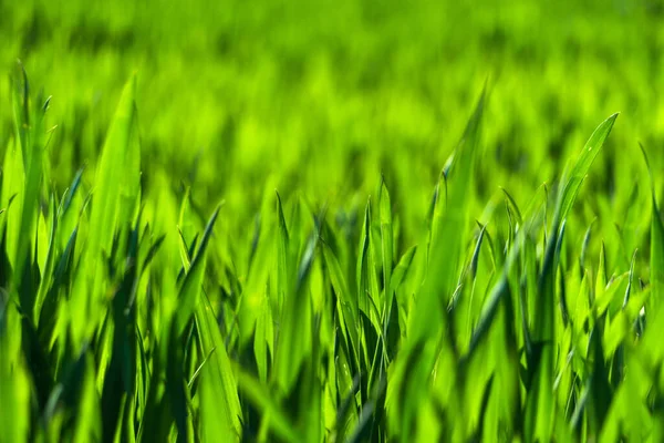 Juicy green spring grass. Abstract Summer a background texture of colorful green high vegetation. soft focus. New close-up bright green grass in park or football pitch or golf yard.