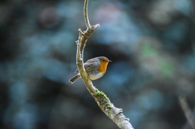 Sevimli küçük birer kuş bir ağaç dalı üzerinde tünemiş