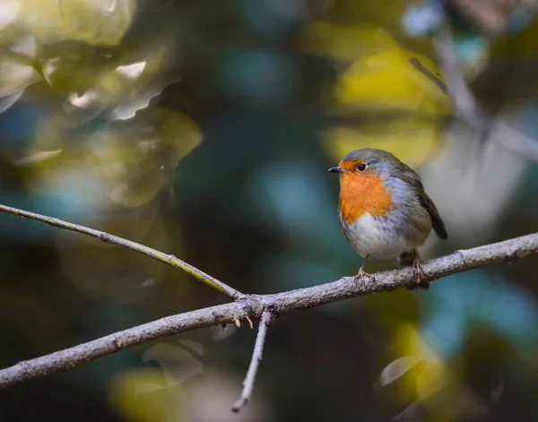 Cute little round robin bird — Stock Photo, Image